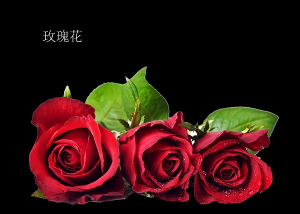 透明底玫瑰花