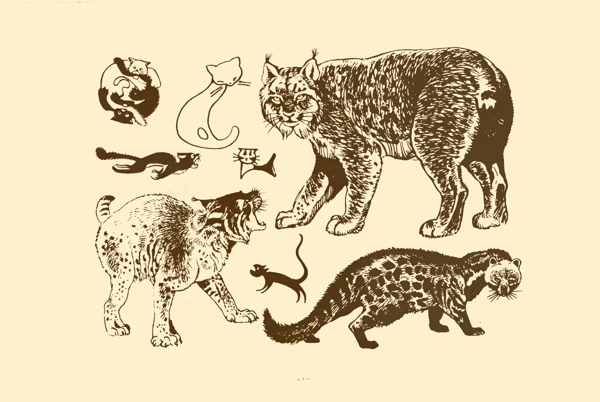 動(dòng)物圖案貓圖片
