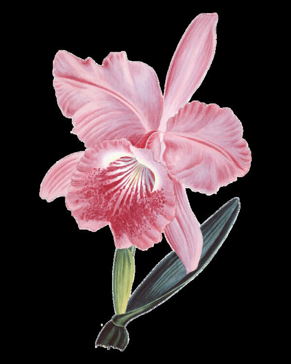 粉色高清华丽复古彩绘花朵