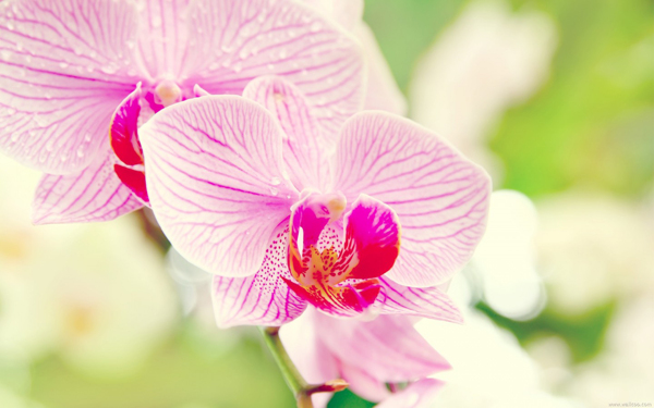 位圖植物圖案寫實(shí)花卉花朵野花免費(fèi)素材