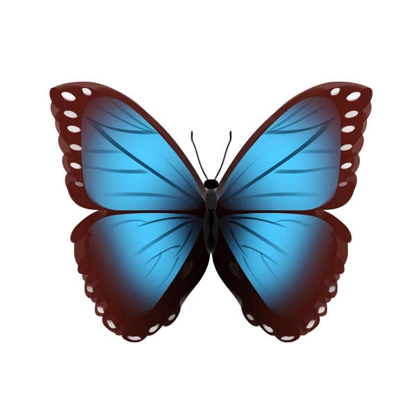 蓝黑色的蝴蝶插画