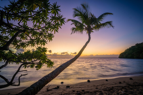 黄昏下海边椰树风景图片