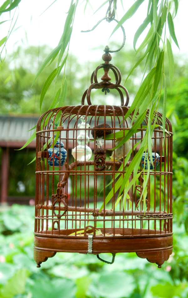 鳥籠圖片