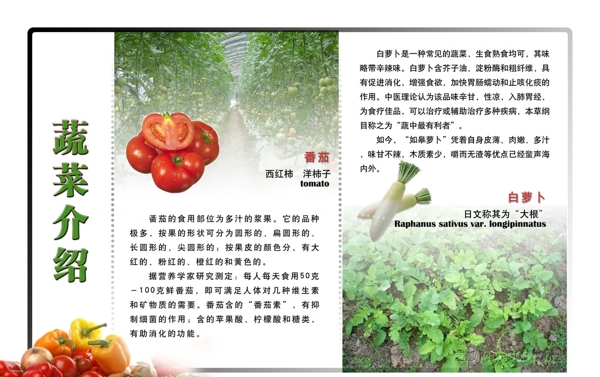 种植园蔬菜介绍图片