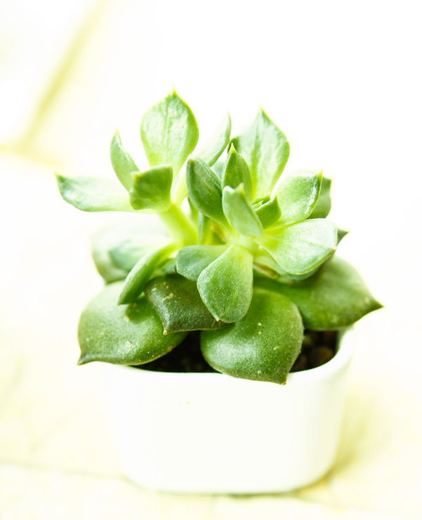 多肉植物圖片