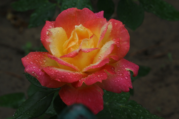 月季花