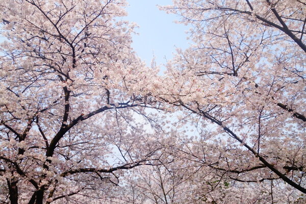 櫻花
