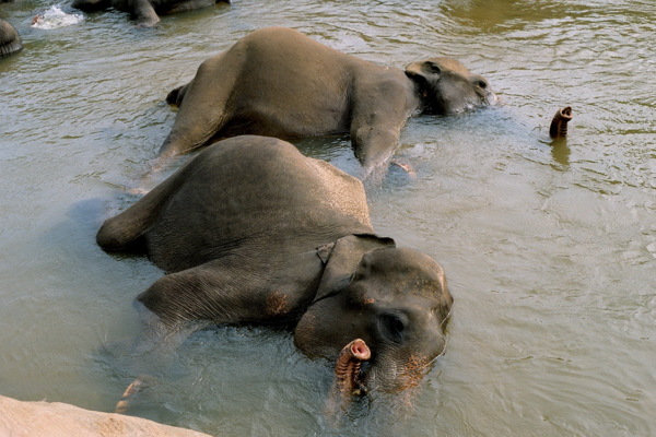 洗澡大象图片