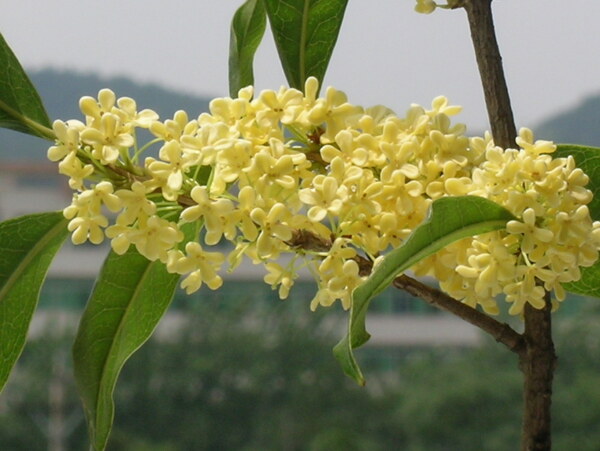 桂花圖片