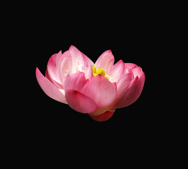 位圖植物花朵荷花寫實(shí)花卉免費(fèi)素材