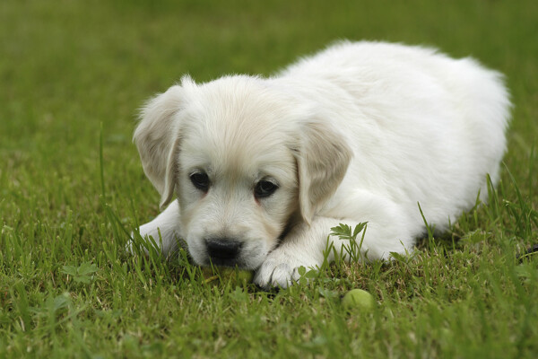 趴在草地上的小狗