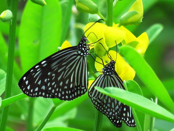 两只黑白蝴蝶