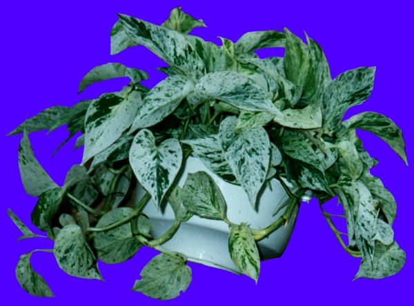 盆栽024植物素材