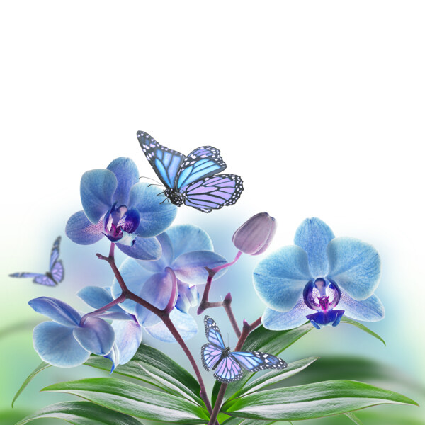 春天花朵盛开蝴蝶飞舞图片