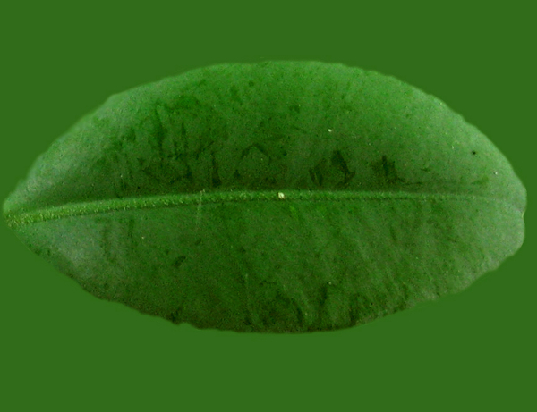 Tree樹(shù)05