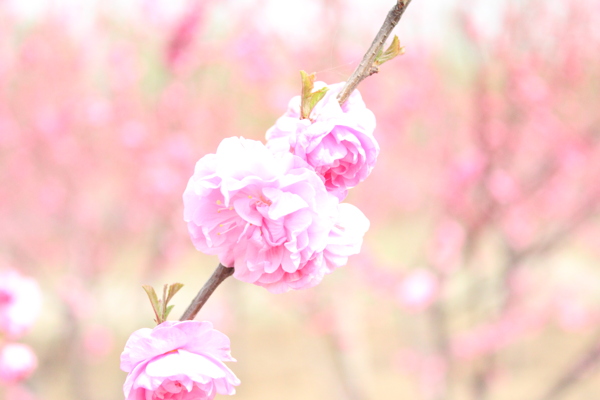 桃花圖片