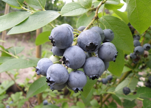 藍(lán)莓圖片
