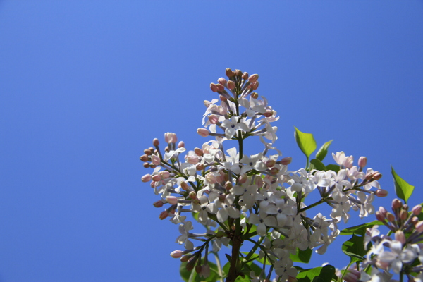 丁香花