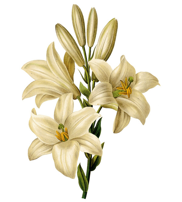 位圖寫實(shí)花卉藝術(shù)效果水彩花卉免費(fèi)素材
