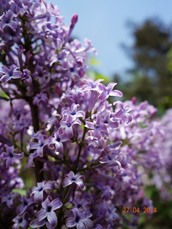 丁香花圖片