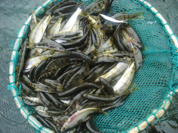 魚圖片