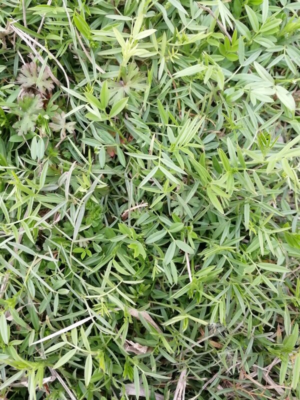 小草地