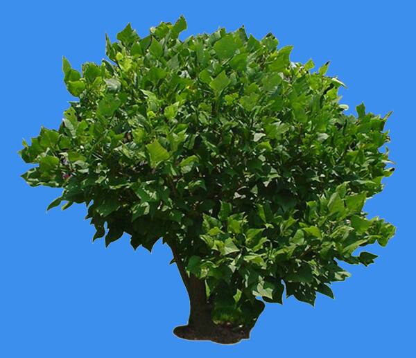 血桐植物素材