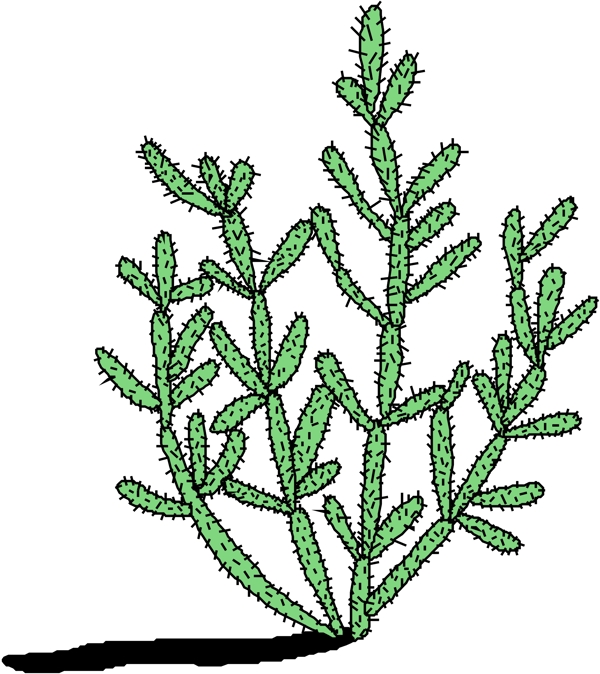 花草樹(shù)木植物