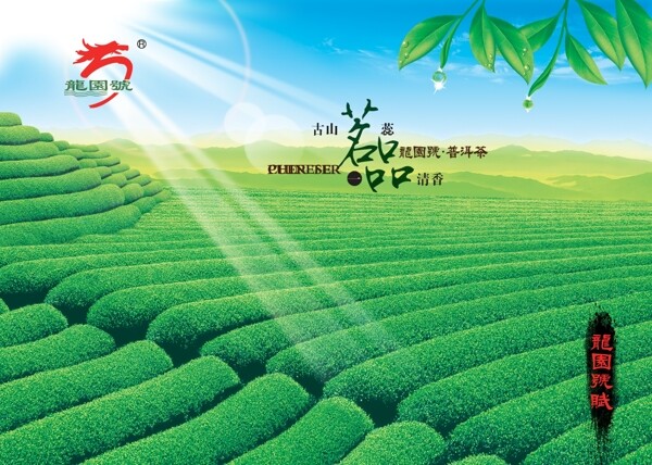 茶葉