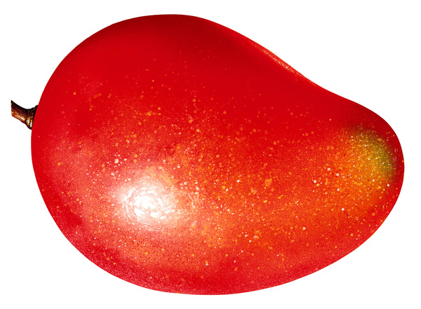 红芒果标本芒果图片芒果素材