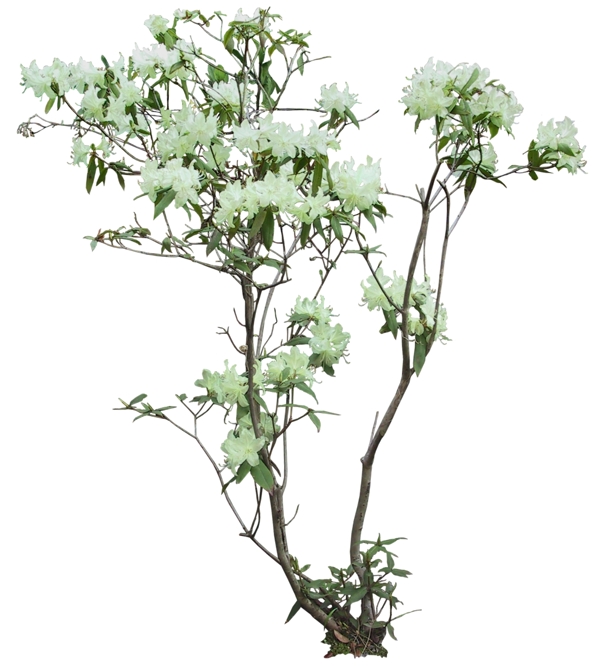 后期花卉素材