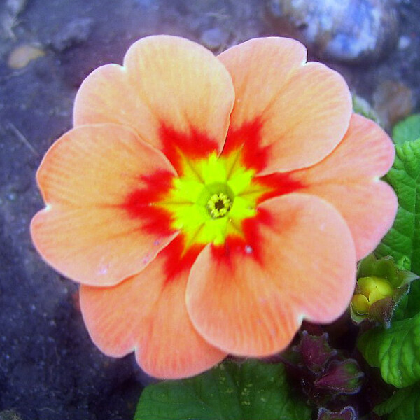 位圖植物攝影寫實花卉花朵數(shù)碼照片免費素材