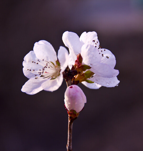 花朵圖片
