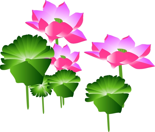 荷花