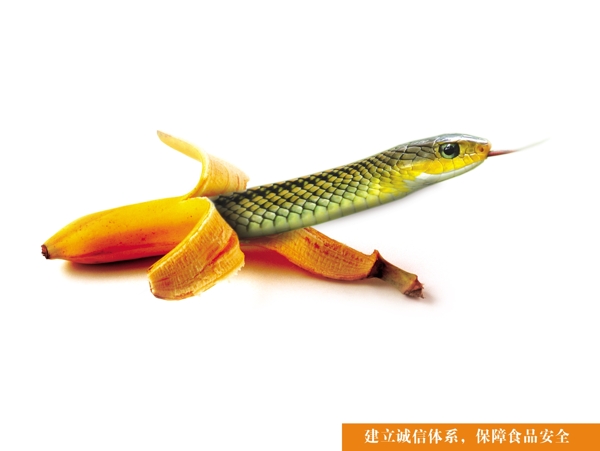 食品安全之蛇篇目圖片