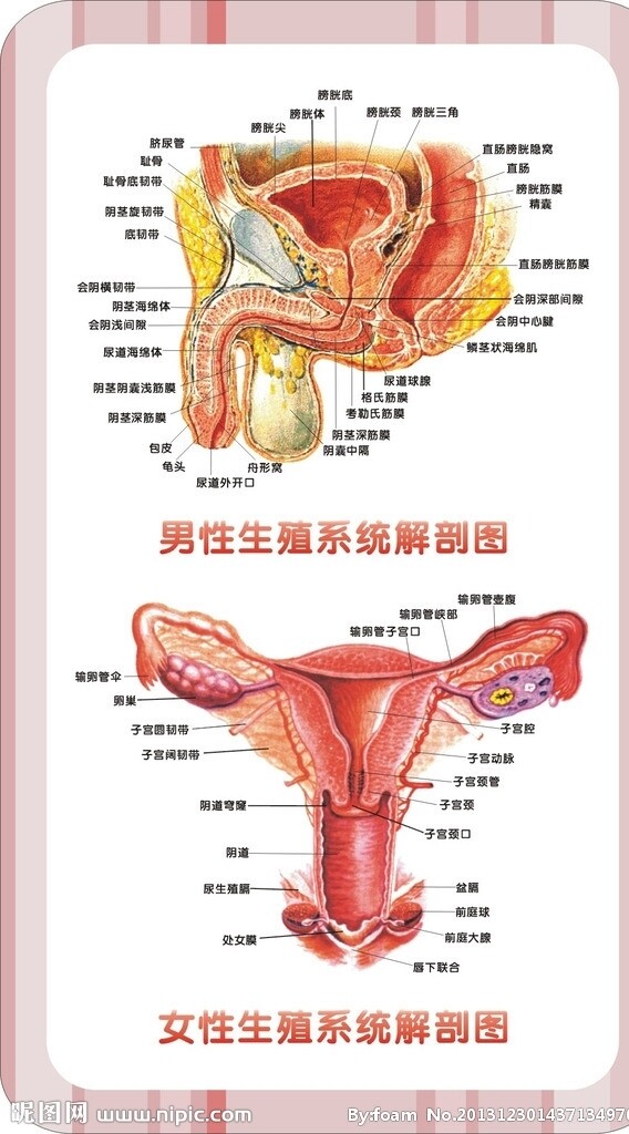 男女生殖系統(tǒng)圖圖片