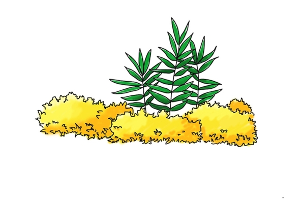 灌木植物