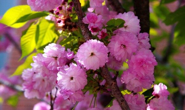 位圖植物圖案寫實(shí)花卉花朵野花免費(fèi)素材