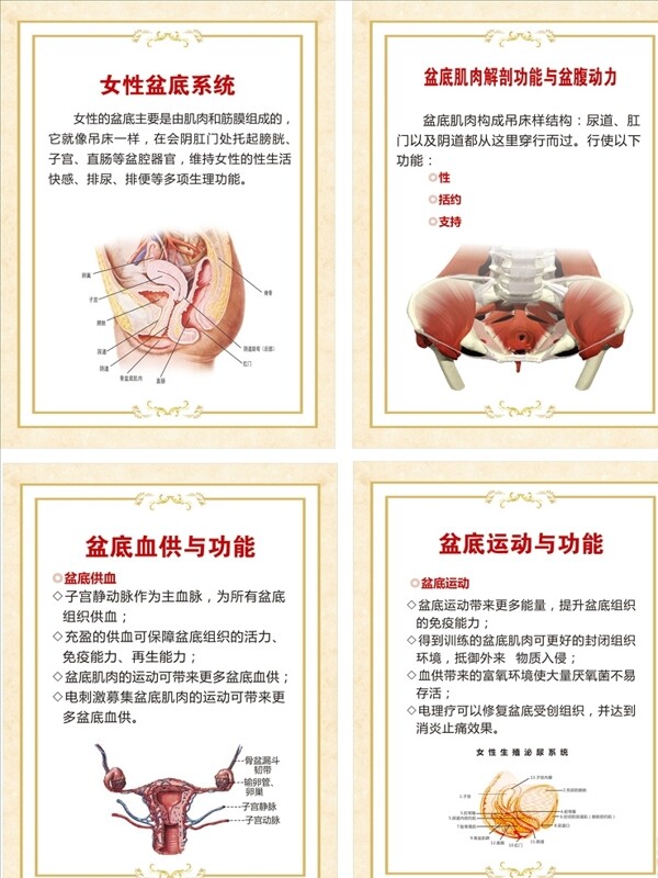盆底