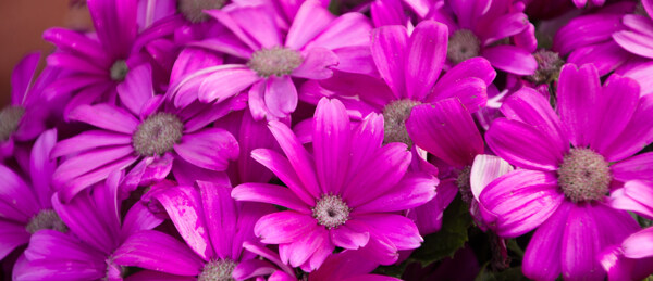 紫色花花朵花簇太阳花