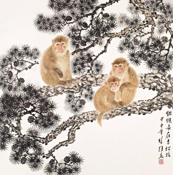 獼猴長在古松枝圖片