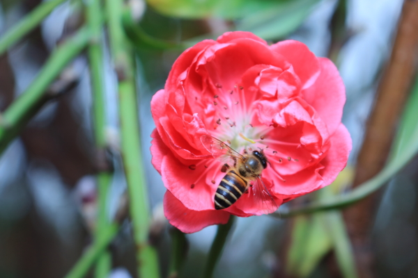 桃花和小蜜蜂图片