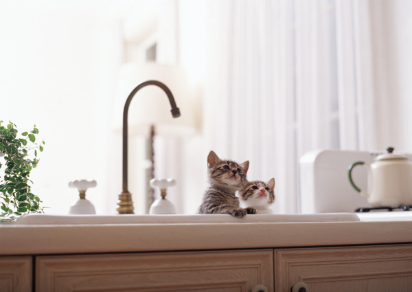 两只躲在洗手池的猫猫图片