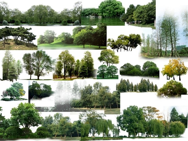 景观设计效果图素材psd素材文件配景树