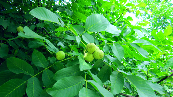核桃樹