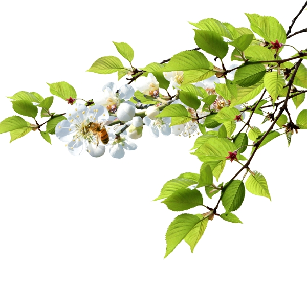 花朵樹葉蜜蜂素材