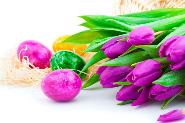 紫色郁金香与彩蛋图片