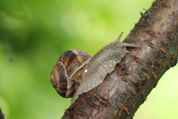 树杆上的蜗牛图片