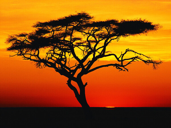 非洲日落下的相思树图片