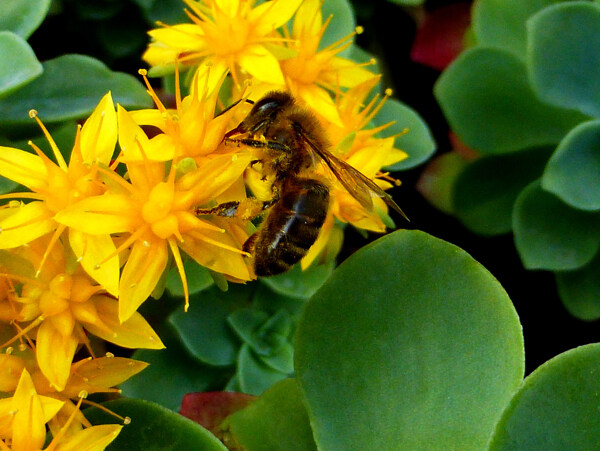 昆虫蜜蜂蜂蜜花粉黄色